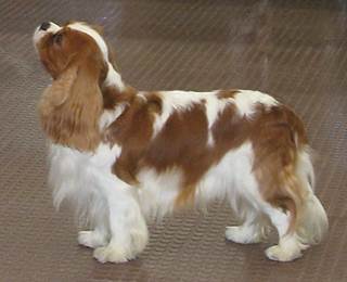 Description&nbsp;: Description&nbsp;: Description&nbsp;: Description&nbsp;: Description&nbsp;: hiltonclubshow09