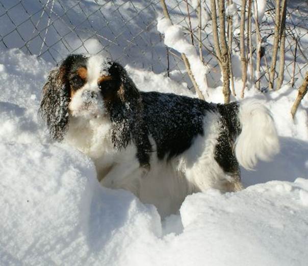 Description&nbsp;: bambi10mois4
